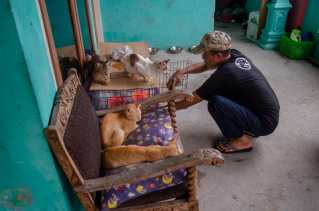 Sembilan Nyawa Kucing Melayang Sia-sia di Penampungan Milik Warga Pekanbaru