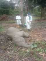 Damar, Gajah Jinak Ditemukan Mati di Konservasi Taman Wisata Alam Buluh Cina