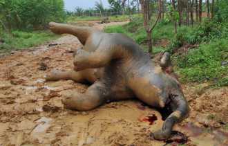 Seekor Gajah Betina dan Janinnya Ditemukan Mati di Kawasan Konsesi PT Riau Abadi Lestari