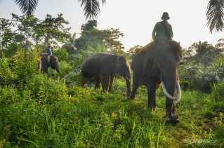 Terjebak di Kebun Masyarakat, BBKSDA Translokasi Dua Gajah Liar