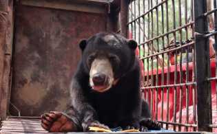 Masuk Pekarangan Warga, BBKSDA Riau Evakuasi Beruang Madu