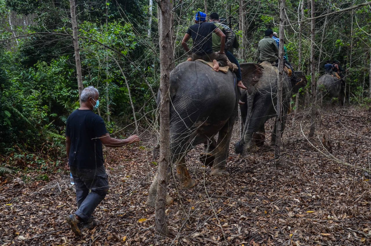 Pantau Pergerakan Gajah Sumatera Liar, Balai Besar KSDA Riau Pasang GPS Collar