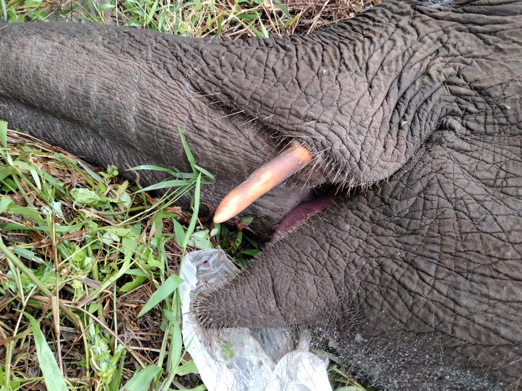 Hasil Nekropsi, Gajah yang Mati di Bengkalis Tersengat Listrik