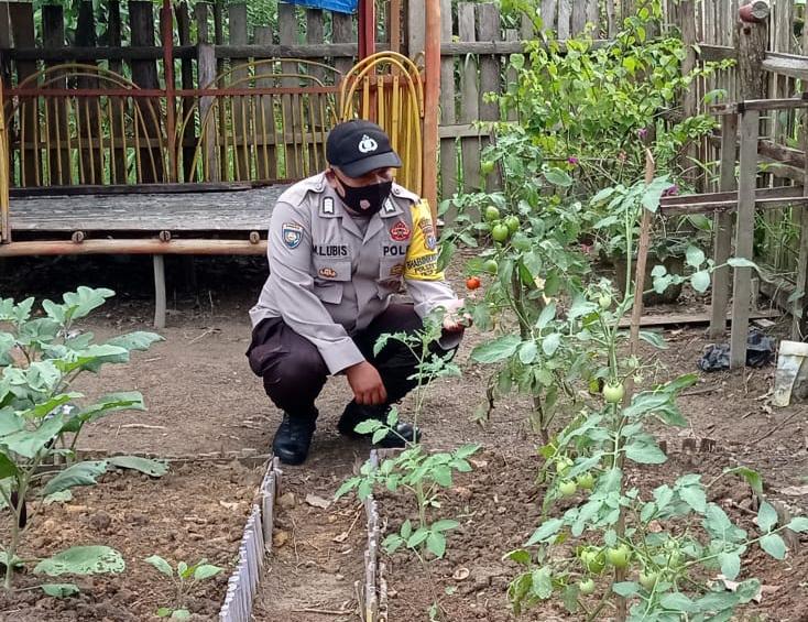 Dukung 100 Hari Program Kapolri, Polsek Langgam Kontrol Program Ketahanan Pangan