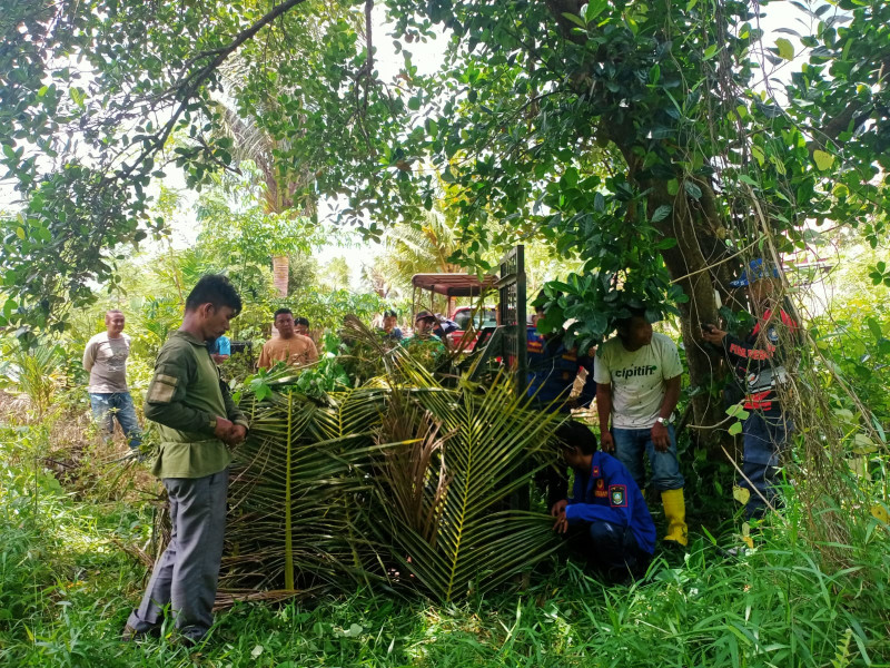 Warga Mandau Digegerkan Penampakan Beruang Madu, BBKSDA Riau Pasang Perangkap