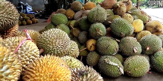 Aroma Durian Bikin Heboh Australia, Dikira Gas Bocor