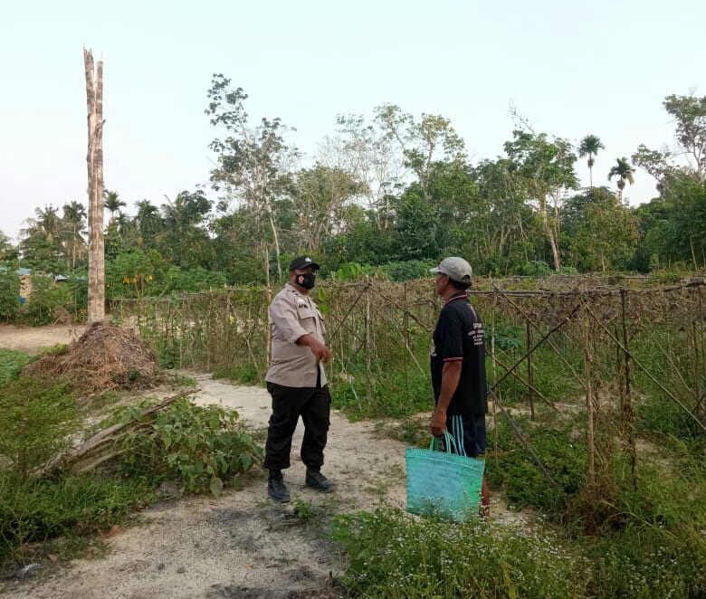 Polsek Langgam Kontrol Program Ketahanan Pangan Binaannya
