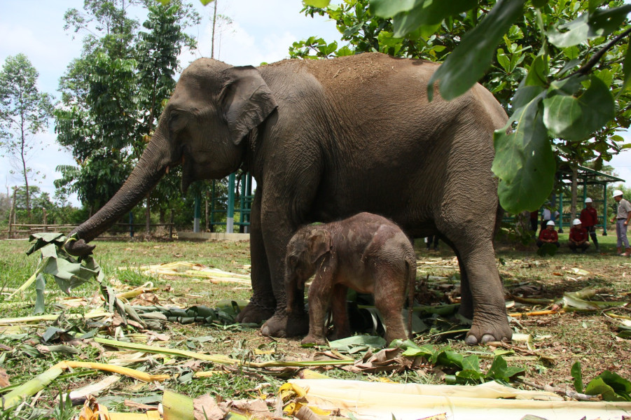 Bayi Gajah Lahir di Unit Konservasi Estate Ukit, Begini Penampakannya