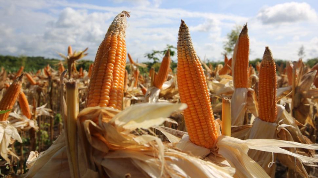 Pekanbaru Dorong Produksi Jagung untuk Penuhi Kebutuhan Konsumsi dan Pakan Ternak