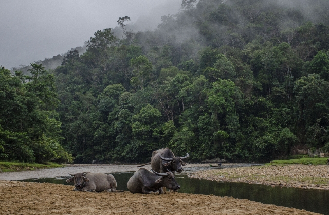 Tahun 2024 Kampar Jadi Wilayah Terparah Kena Wabah Penyakit Hewan di Riau