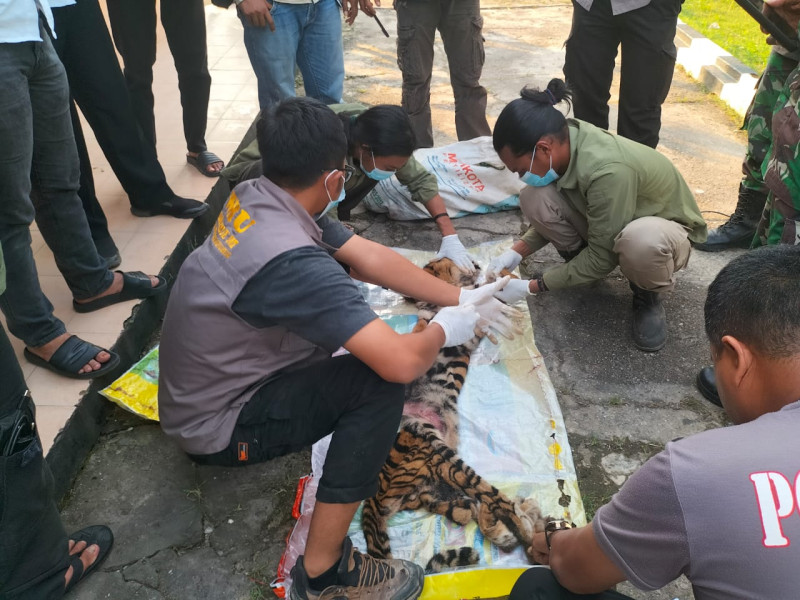 Harimau Sumatera Terjerat di Rokan Hulu Ditemukan Telah Dibunuh, Enam Pelaku Diamankan