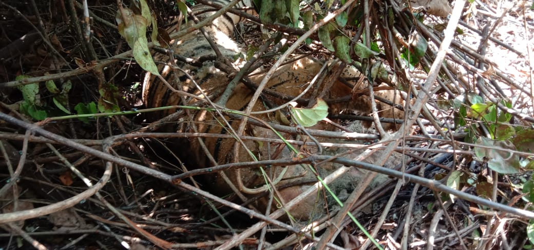 Satu Lagi Harimau Sumatera Mati Terjerat di Siak