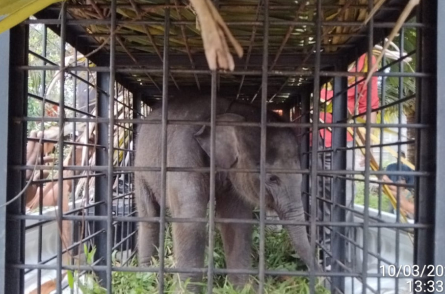 Bayi Gajah Terpisah dari Induknya Dievakuasi di Perkebunan Sawit Kampar