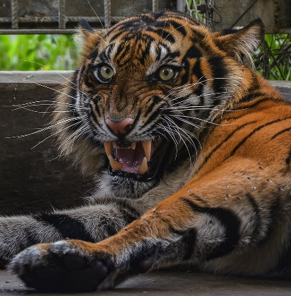 Pria 43 Tahun di Siak Tewas Diterkam Harimau, BBKSDA Riau Turunkan Tim