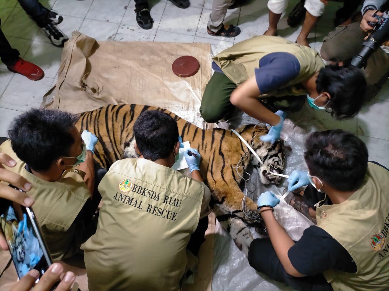 Harimau Sumatera Ditemukan Mati Terjerat di Minas Barat Kabupaten Siak