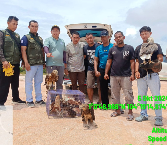 Tujuh Ekor Burung Elang Dilindungi Diselamatkan dari Bintan