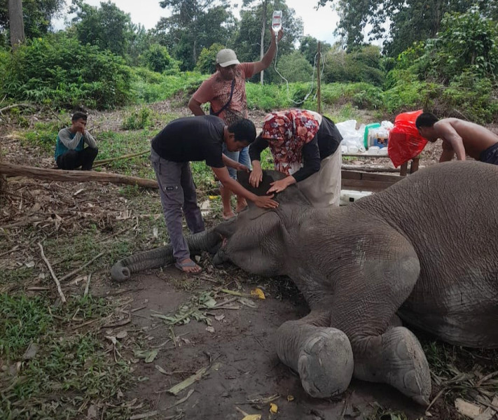Gajah Sumatera Rimbani di Balai TNTN Mati Akibat Infeksi Saluran Pencernaan