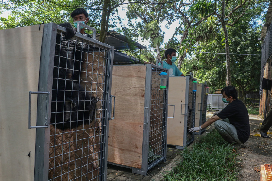 BBKSDA Riau Relokasi Siamang ke Pusat Rehabilitasi Punti Kayu Sumsel