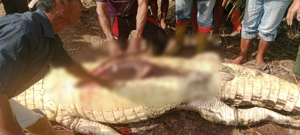 Geger! Serangan Buaya di Rokan Hilir Renggut Nyawa Lansia