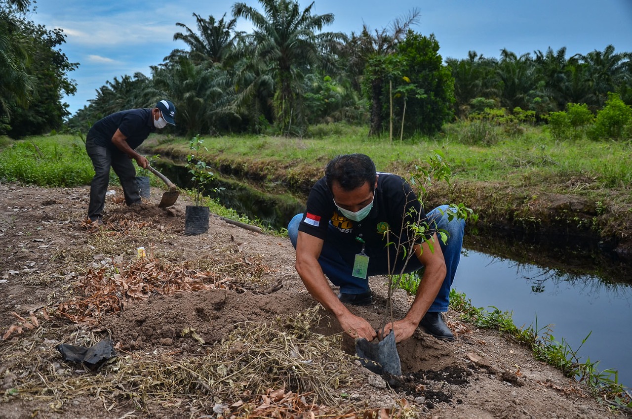 Tanam Ribuan Bibit Beringin, BBKSDA Riau Rangkul Masyarakat Desa Tuah Indrapura