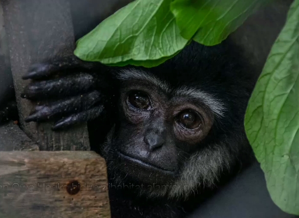 Hari Owa Sedunia: Panggilan untuk Selamatkan Penyanyi Hutan