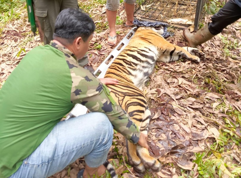 Harimau Sumatera yang Serang Pekerja hingga Tewas di Pelalawan Dievakuasi