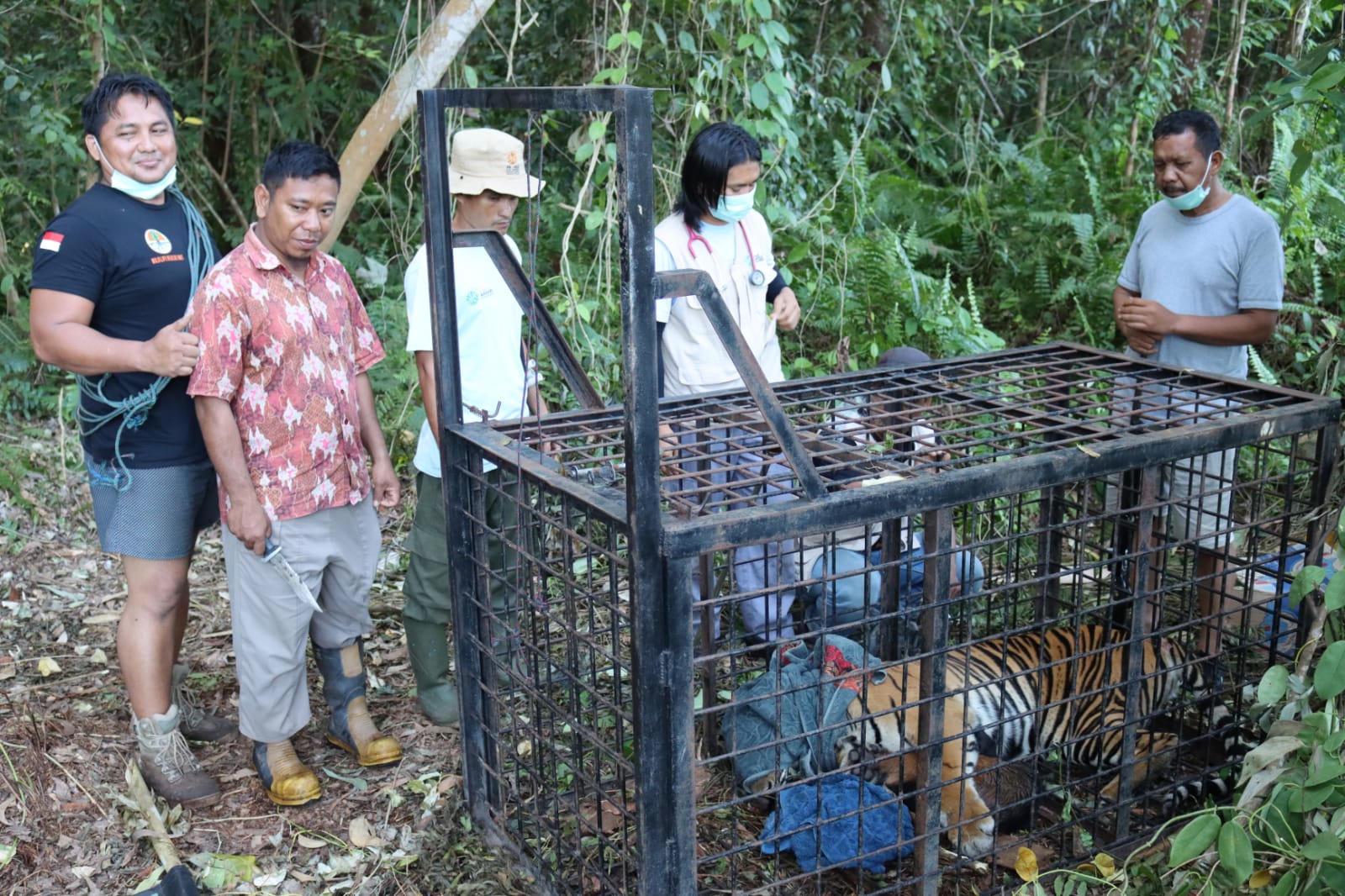 BBKSDA Riau Evakuasi Harimau Sumatera