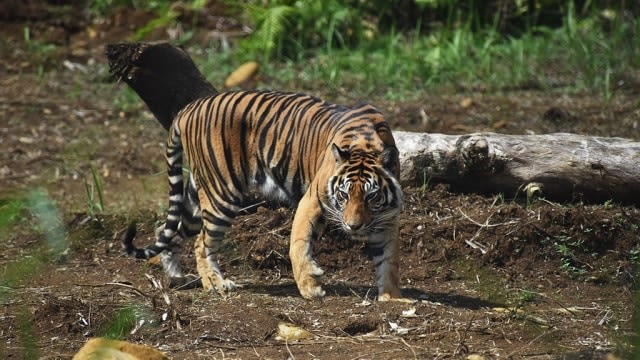 Bikin Gempar, Harimau Sumatera Muncul di Batas Pekanbaru-Kampar