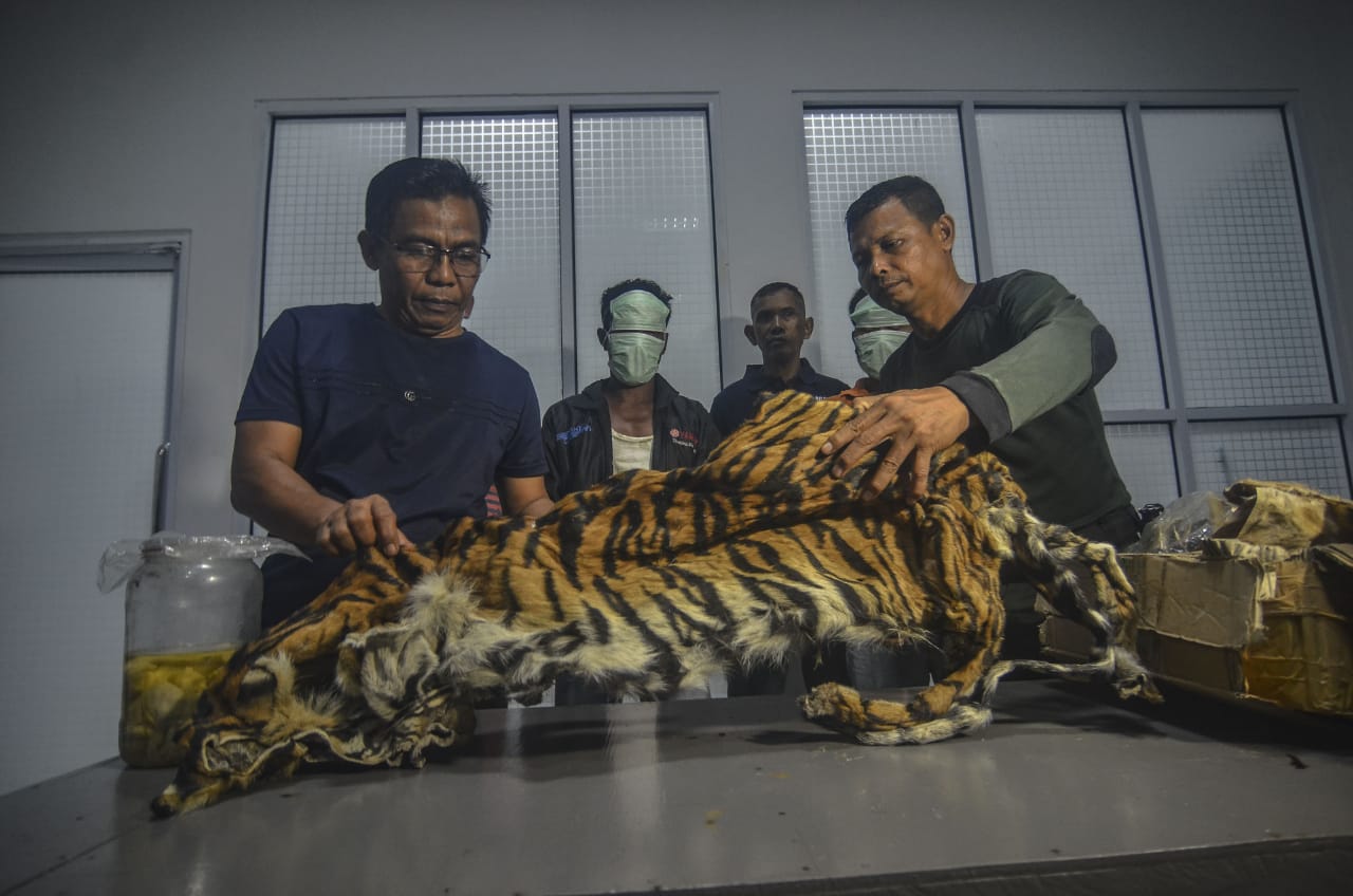Tim Gabungan Gakkum LHK dan POLRI Berhasil Membekuk Pelaku Perburuan Harimau Sumatera di Riau