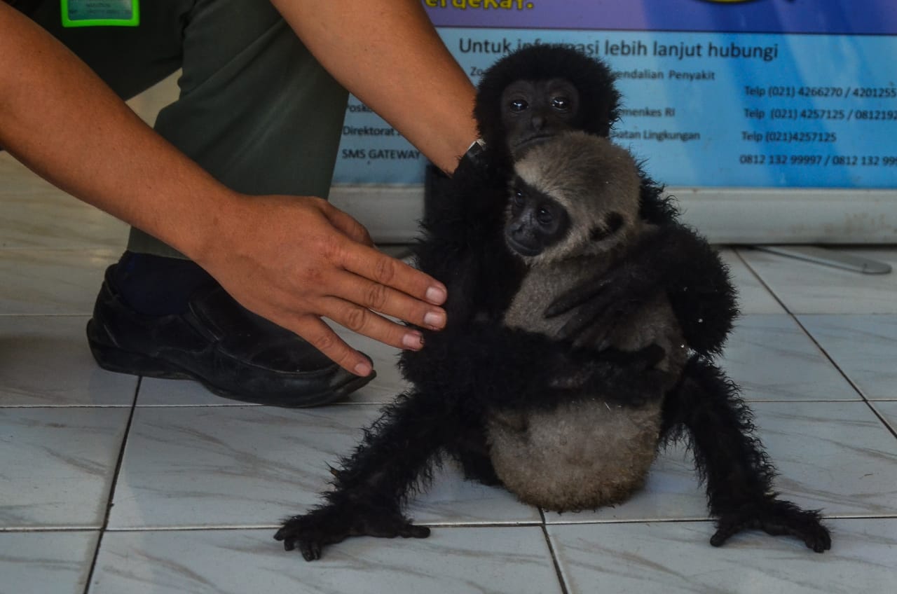 BBKSDA Riau Evakuasi Dua Primata Dilindungi dari Rumah Tersangka Kriminal