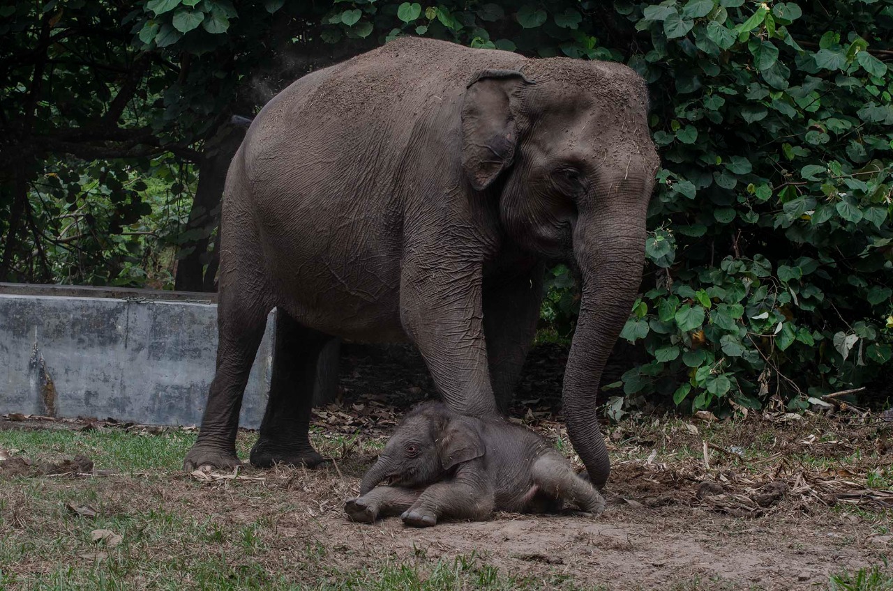 Kabar Gembira, Seekor Bayi Gajah Lahir di Kawasan Tesso Nilo