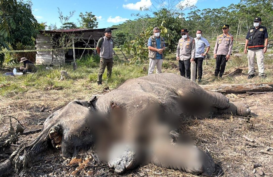 Anak Gajah Mati di TN Tesso Nilo, Infeksi pada Kaki Diduga Akibat Jerat