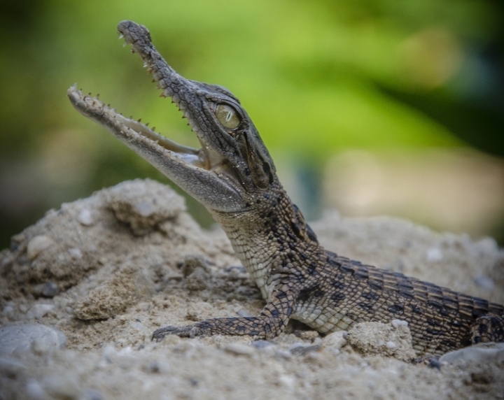 Buaya Kembali Serang Manusia, BBKSDA Riau Minta Warga Tetap Waspada Saat Beraktivitas di Sungai