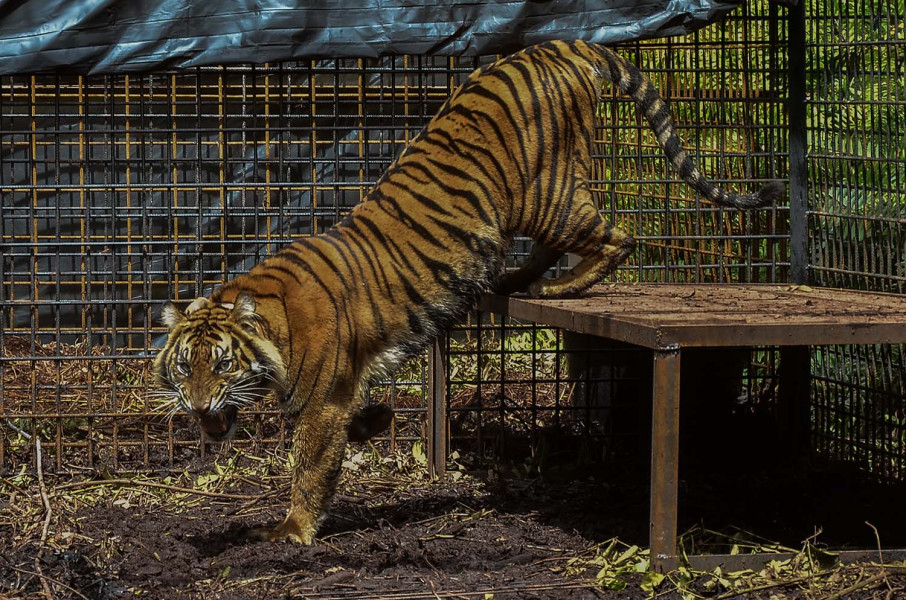 Kamera Jebak Dipasang, Patroli Diintensifkan Pasca Serangan Harimau di Siak