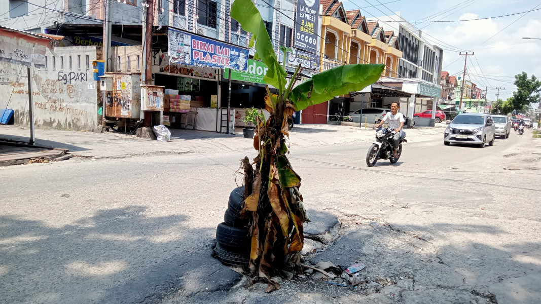 Warga Tanam Pohon Pisang di Jalan Paus Yang Berlubang