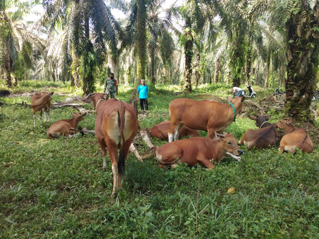 Babinsa Koramil 13/Rokan Kunjungi Peternakan Sapi di Desa Binaan