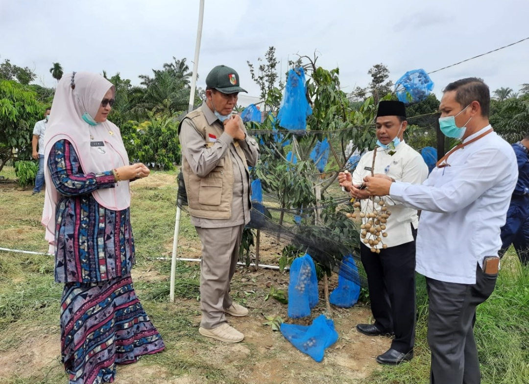 Mengintip Capaian Ketahanan Pangan Selama Satu Dekade Kepemimpinan Firdaus-Ayat