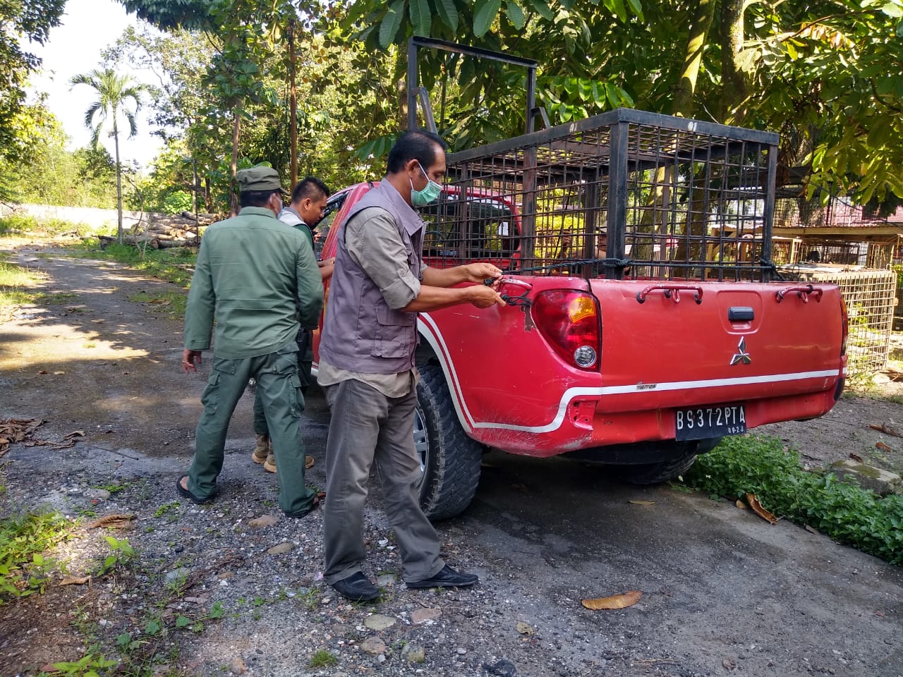 BBKSDA Riau Pasang Perangkap di Lokasi Konflik Harimau dan Manusia di Teluk Lanus