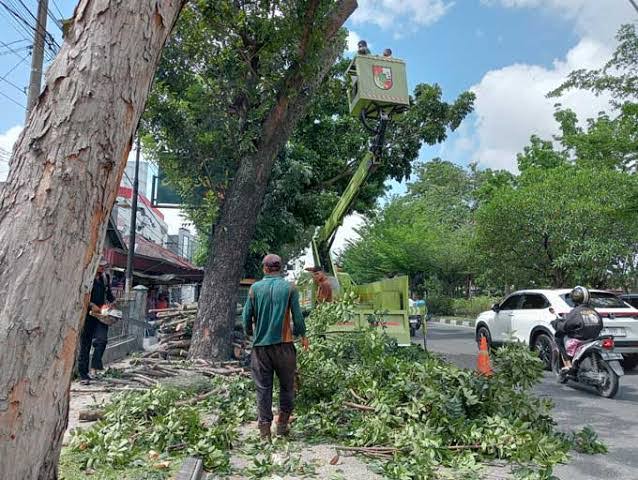 DLHK Pekanbaru Siap Siaga, Pangkas Pohon Rawan Tumbang