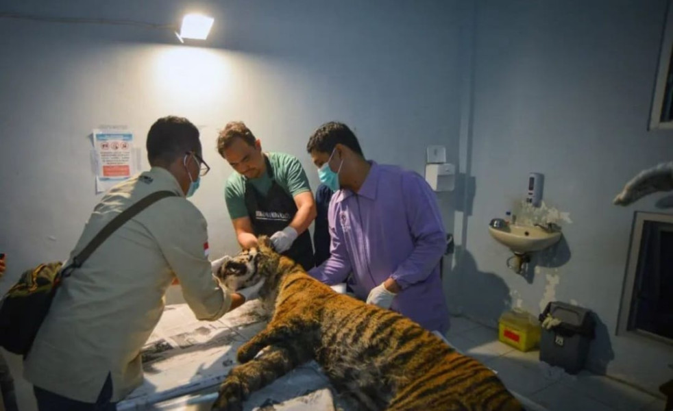 Harimau Sumatera di Agam Ditemukan Mati Terjerat