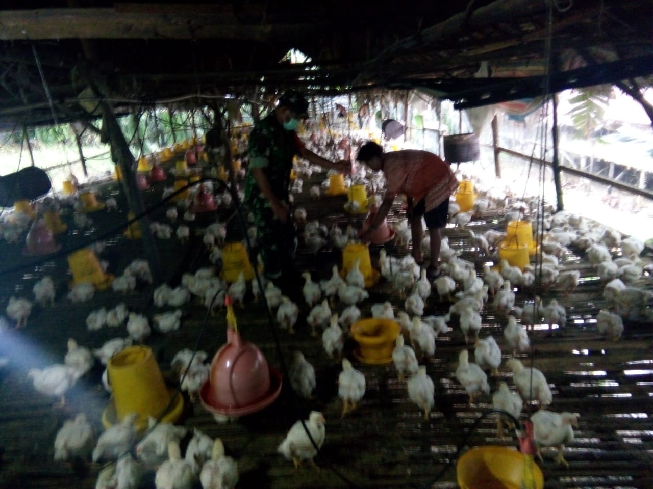 Babinsa Kampar Kiri Motivasi Perkembangan Pengusaha Ayam Potong Satu-satunya di Daerah