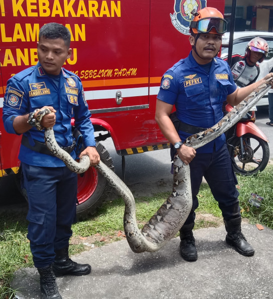 Usai Makan Kucing, Ular Piton 4 Meter Berhasil Dievakuasi