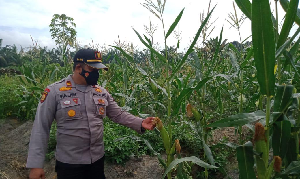 Jaga Ketahanan Pangan, Kapolsek Kerumutan Tinjau Lahan Pertanian dan Perikanan