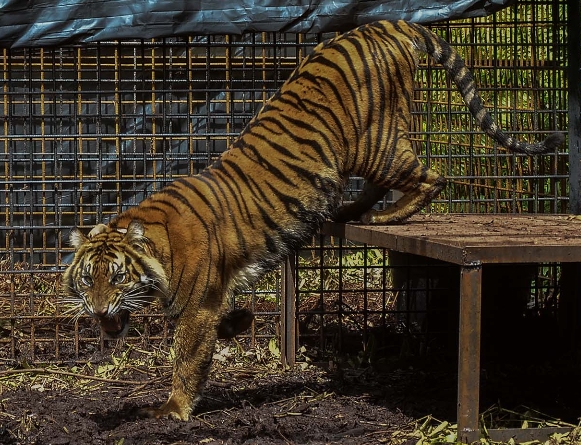 Hendak Buang Air Kecil, Pekerja Kebun Sawit di Siak Tewas Diterkam Harimau Sumatera