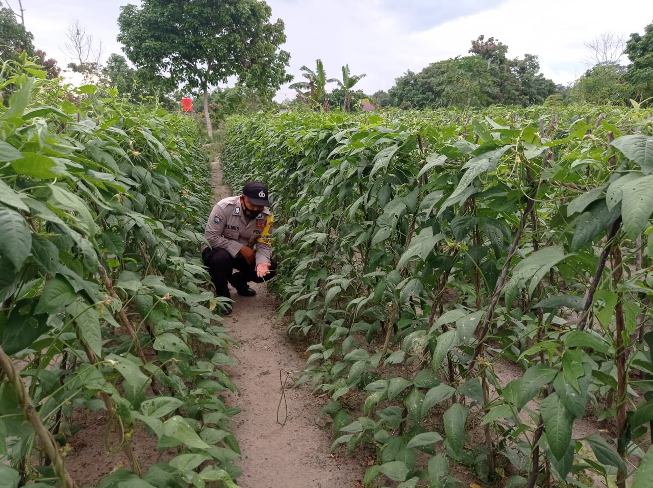 Personel Polsek Langgam Periksa Kondisi Tanaman Pangan di Desa Segati