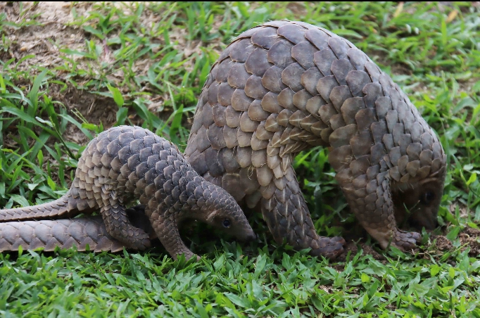 Kabar Gembira! Seekor Anak Trenggiling Lahir di Kasang Kulim Zoo