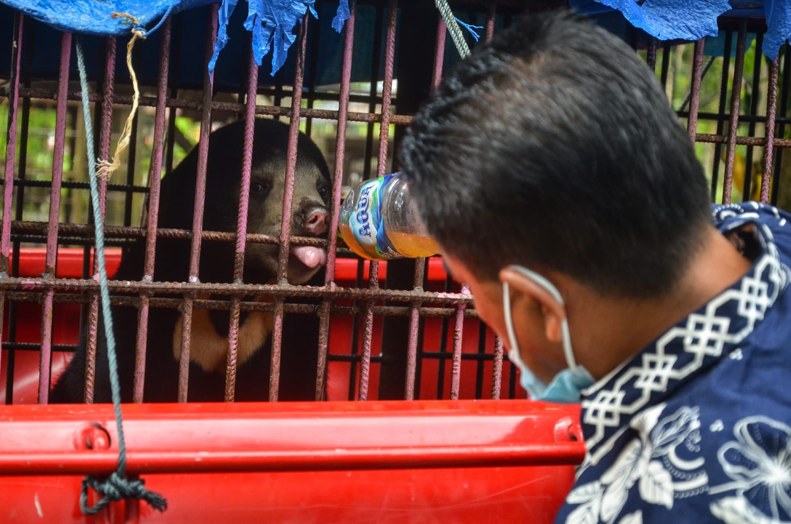 Beruang Madu Terjerat Perangkap Babi di Mandah Inhil