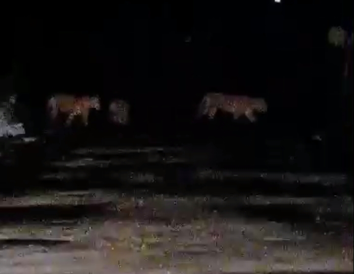 Viral Video Penampakan Harimau Melintasi Jalan Perkebunan, Ini Tanggapan BBKSDA Riau