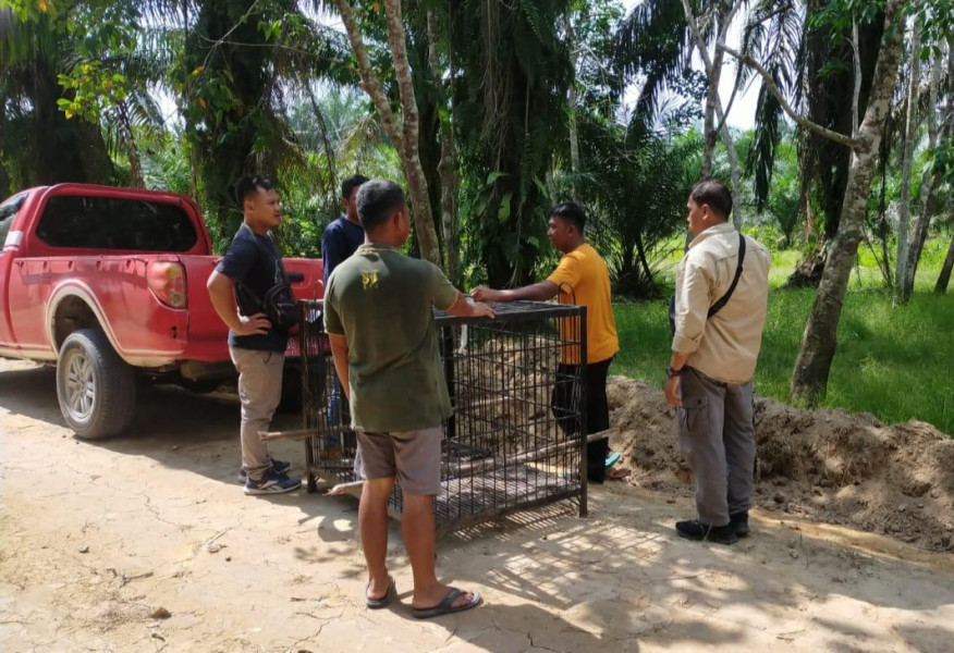 Kerap Mangsa Hewan Ternak Warga di Pelalawan, BBKSDA Riau Pasang Perangkap Beruang Madu