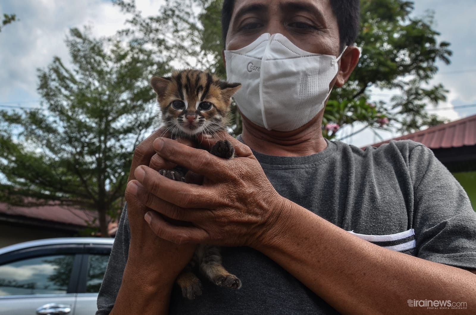 Warga Kampar Temukan Anak Kucing Hutan, Sempat Ditawar Rp300 Ribu